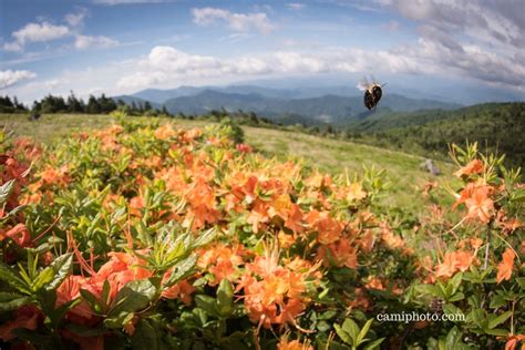 Flame Azaleas On The Appalachian Trail At Roan Mountain Near The