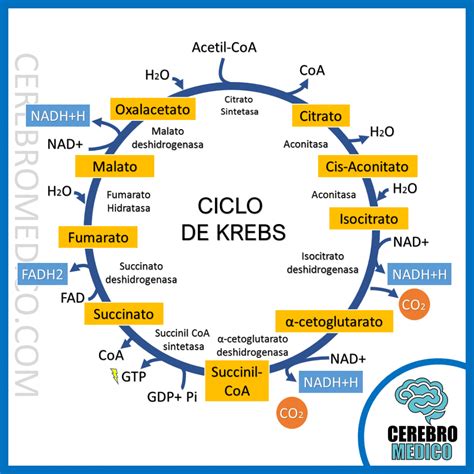 The Citric Acid Cycle Krebs Step By Step Explanation Biochemistry