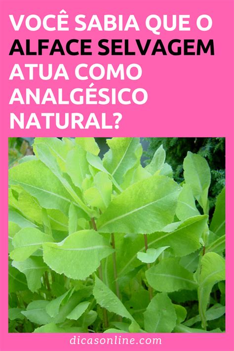 8 propriedades medicinais do alface selvagem um ótimo analgésico natural alface plantas