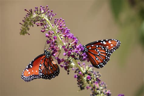 3840x2160 Resolution Selective Focus Photo Of Two Red Butterflies On