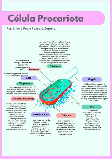 Infografía Célula Procariota Los Mayores Componentes Que Encontramos