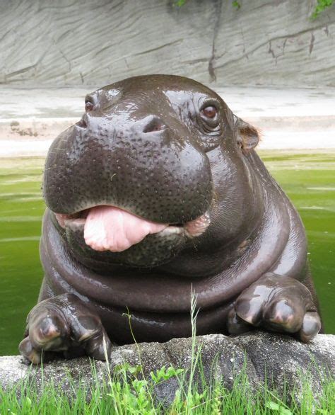 Iiiiiii Want A Hippopotamus For Christmassss Cute Baby Animals