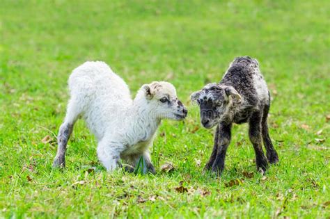 Newborn Lambs Stock Image Image Of Twins England Cute 4708305