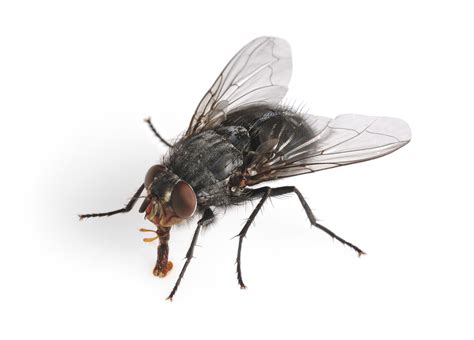 Identify Your Fly Whats The Buzz