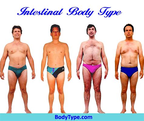 the intestinal body type male mens body types body type diet body types