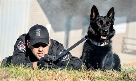 Police And Military K9 Training And Sales Tactical Police K9 Training