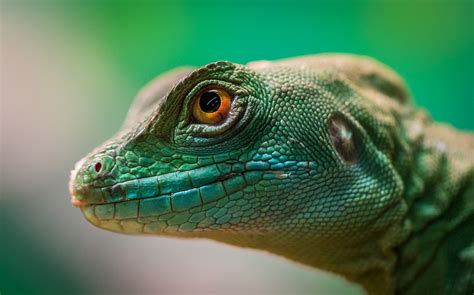 Explore Reptile Guides And Care Tips Seapets Uk