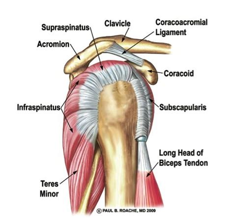 The muscles of the shoulder bridge the transitions from the torso into the head/neck area and into the upper extremities of the arms and hands. Rotator Cuff: "The Core" of the Shoulder | Duncan Sports ...