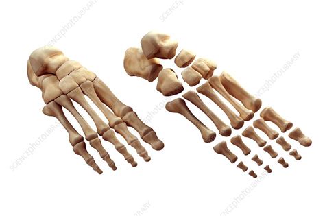 Foot Bones Artwork Stock Image C0206623 Science Photo Library