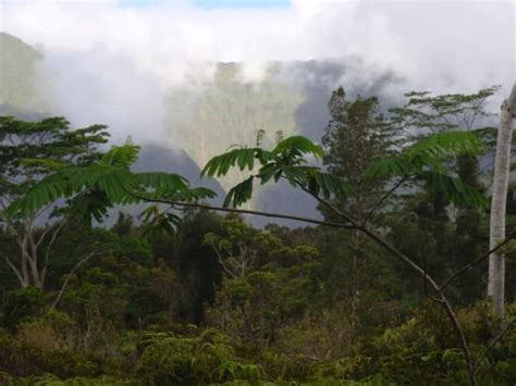 Mount Waialeale Rainforest Hike Easy To Moderate Tours Activities