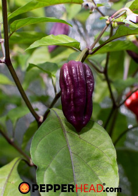 This helps her ability to cc (crowd control) become even more dangerous. Purple Ghost Pepper - PepperHead
