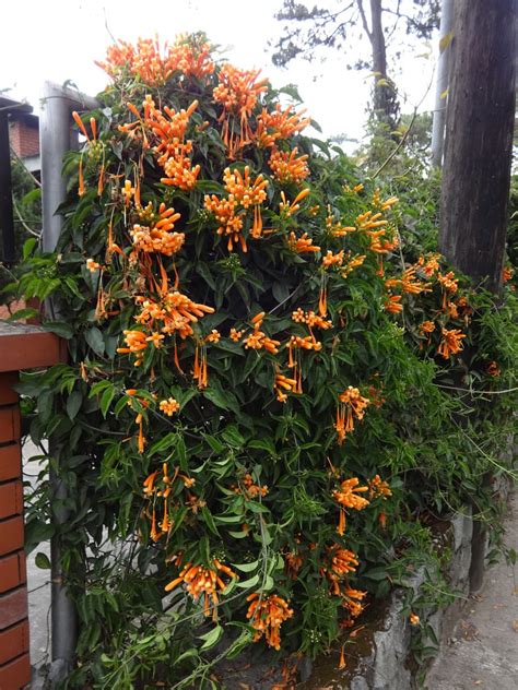 Buy Pyrostegia Venusta Orange Flame Vine Online Peppyflora