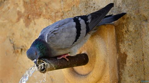 Animal Pigeon Hd Wallpaper