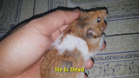 Hamster Cute He Is Dead Youtube