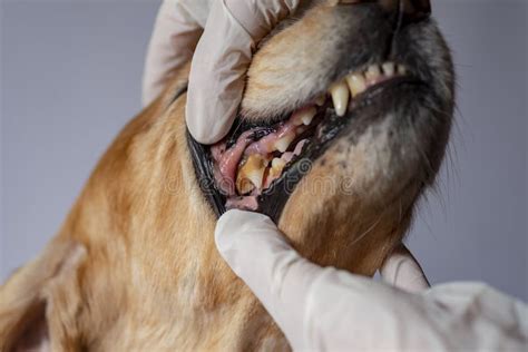 Dental Disease In A Dog Dental Stone 2019 Stock Photo Image Of Mouth