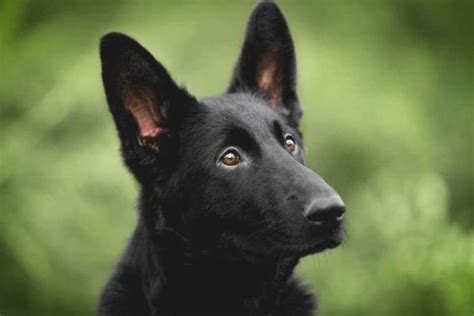 The Ultimate Breed Guide About Black German Shepherd Black German