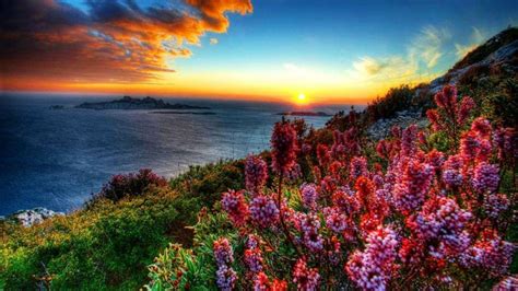 Flowers On The Sunset Wallpapers Wallpaper Cave