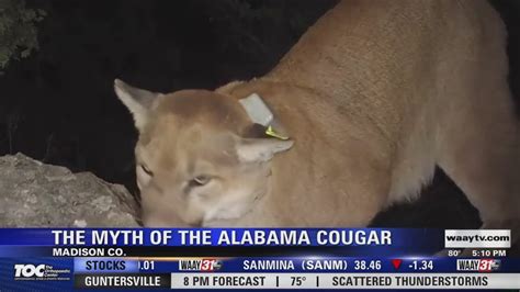The Myth Of The Alabama Cougar Youtube