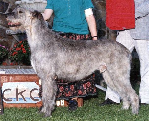 The Irish Wolfhound Database Pedigree Of Gwinn Dells Killylea Mactire