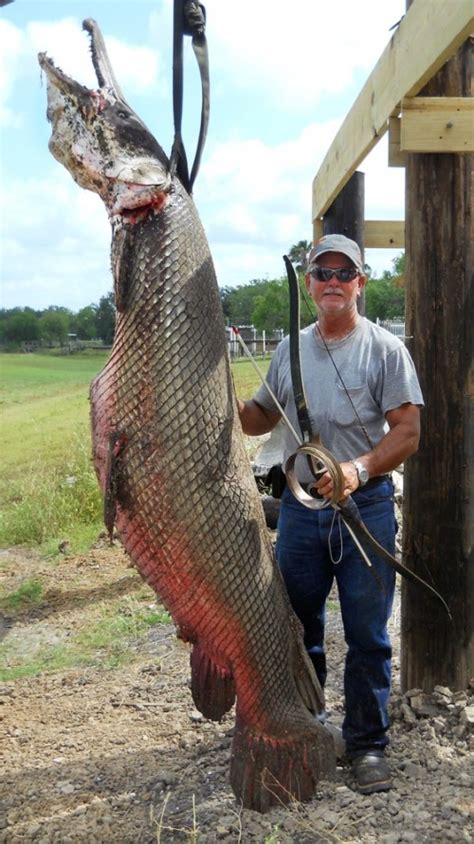 Bowfisherman Hauls In Record Breaking 9 Foot Alligator Gar Neatorama