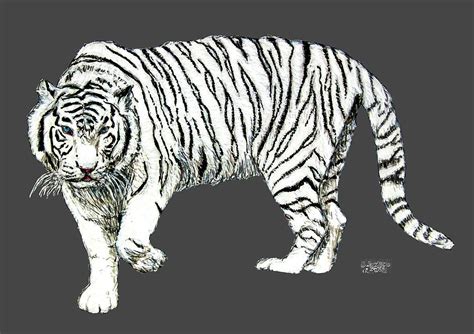 White Siberian Tiger Images