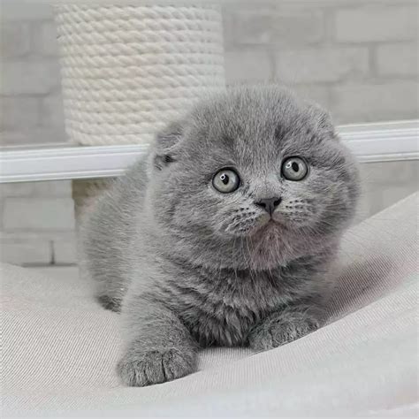 Martin Scottish Fold Male Reserved 2350 Meowoff Kittens For Sale In Chicago