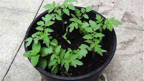 This Is The Easy Way Of Planting Cherry Tomato Seedlings On Pots
