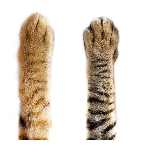Accoutrements Finger Cat Paws Ubicaciondepersonascdmxgobmx