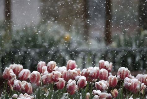 13 Stunning Photos Of Spring Snowstorms Cottage Life