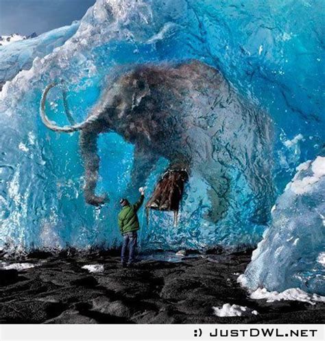 In Ice Condition Amazingly Preserved Woolly Mammoth Found Frozen In