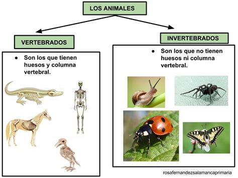 Animais Vertebrados E Invertebrados Organização E Classificação