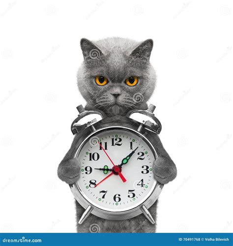 Cat Holding An Alarm Clock In His Paws Stock Photo Image Of Animal