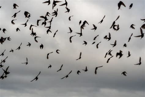 Do Starlings Migrate Everything You Need To Know Birds Fact