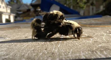 Bc Man Records Bumble Bees Having 33 Minute Threesome Video