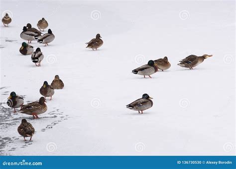 Wild Ducks On Ice And Snow Winter Landscape Minimalist Style Stock
