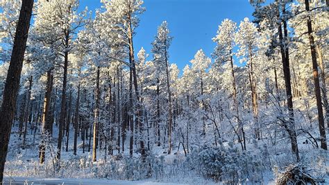 Winter In The Black Hills Of South Dakota Forest Snow Trees Usa