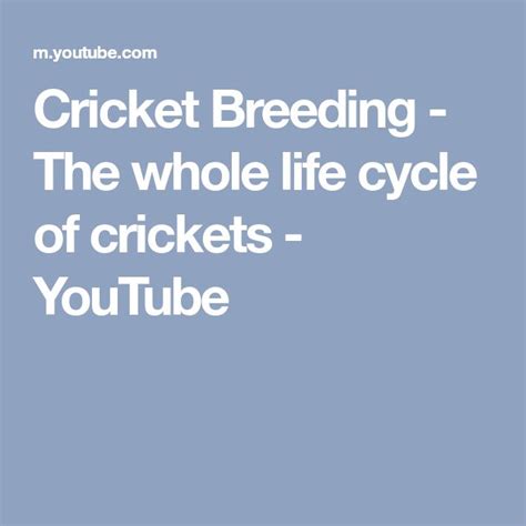 Cricket Breeding The Whole Life Cycle Of Crickets Life Cycles