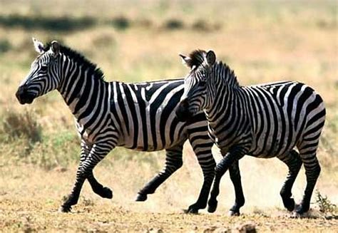 Zebra - Why White with Black Stripes? | Animal Pictures and Facts