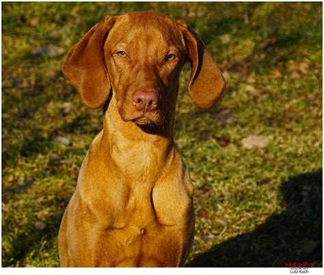 ingyenes háttérképek portré sony katya kölyökkutya hund porträt elkaypics lutzkoch