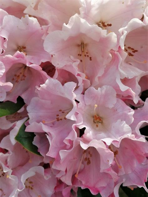 For australia, the ej253 engine was first introduced in the subaru sg forester in 2005. Rhododendron flowers variety Mardi Gras | Beautiful ...