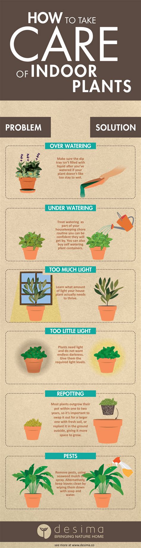 How To Take Care Of Indoor Plants — Desima