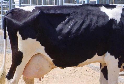 Using Body Condition Scoring Bcs To Assess The Health Of Dairy Cows