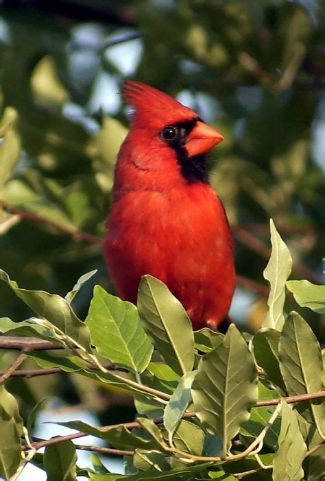 The Cardinal West Virginias State Bird Gotowv West Virginia