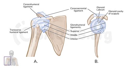 Anatomy Of The Glenohumeral Joint Osmosis