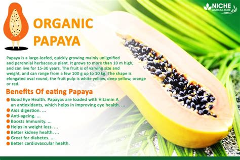 Benefits Of Papaya You Need To Know Uses Risks Niche Agriculture