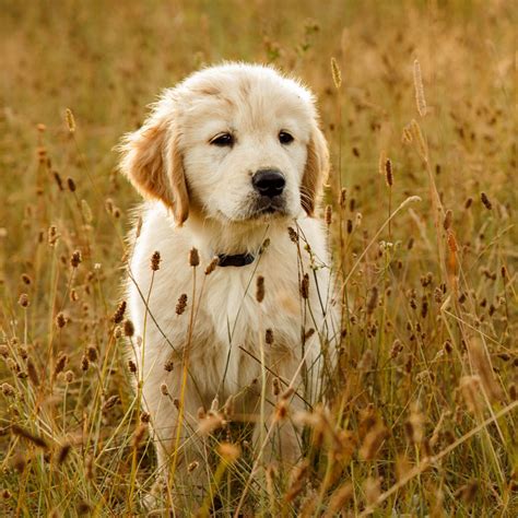 It was primarily developed by one man: Golden Retriever Breeders & Puppies For Sale In California