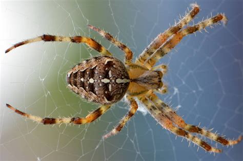 Overcome A Fear Of Spiders Nyc Hypnotherapy Downloads