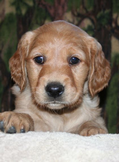 Welcome friends to our exquisite top quality english cream golden retrievers with many world championship bloodlines. Golden Retriever Puppies Mn - petfinder