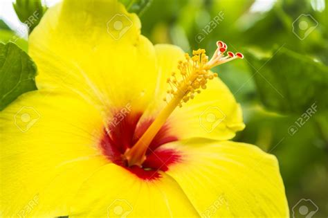 A Giant Yellow Hibiscus The Hawaii State Flower Stock Photo 21189309