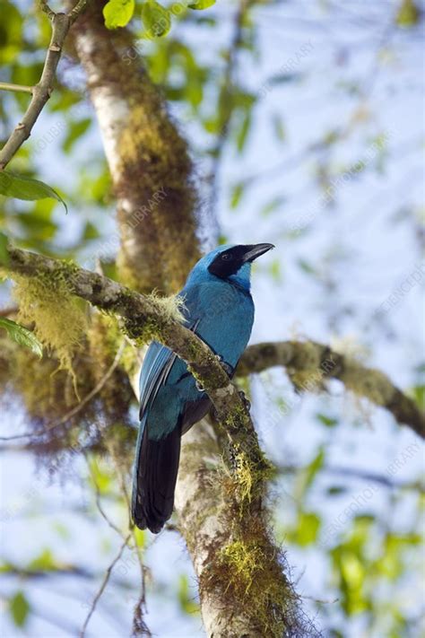Turquoise Jay Stock Image Z8920859 Science Photo Library